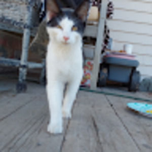 Meet your Posher, Patrick